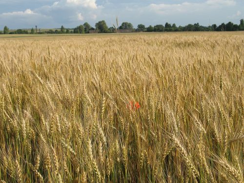 Wheat crop in Spasov village, Rovno oblast, Ukraine