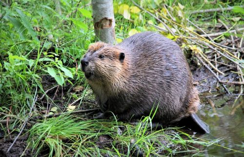 A beaver in front of a small tree at the edge of a pond.