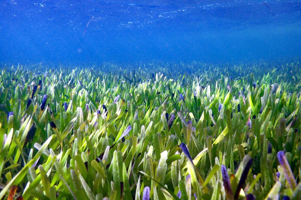 A beautiful meadow of flowering Posidonia australis sea grass, with clear blue ocean above it.