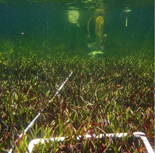 Scientists SCUBA diving in slightly murky green water, collecting samples of Posidonia australis from a meadow full of the plant.
