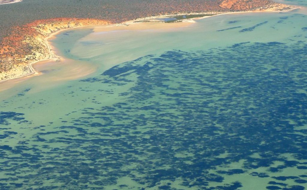 Worlds Largest Plant Is A 4500 Year Old Sea Grass 