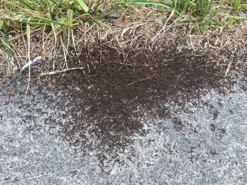 Two colonies of pavement ants (Tetramorium immigrans) battling for territory on a sidewalk in Mount Vernon, Washington state, US in May.