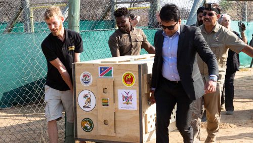 Four people carry a large wooden crate holding a cheetah