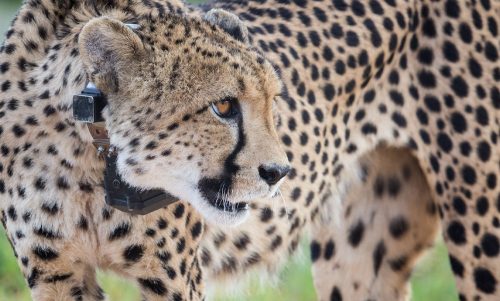 Namibian cheetah at Erindi Private Game Reserve in February 2022. Individual cats are fitted with satellite collars so scientists and specialists can monitor their movements and provide support.