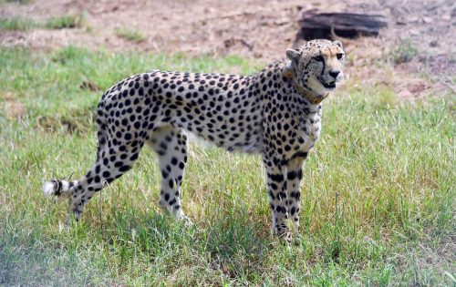 Close-up of a cheetah with a tracking collar.