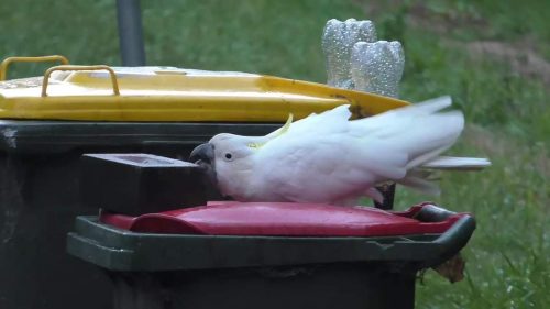 Cockatoo shoving brick off top of garbage bin
