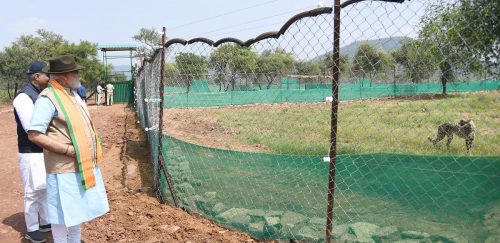 Indian Prime Minister Narendra Modi looks through a fence at a recently released cheetah.