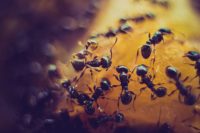 Closeup image of ants.