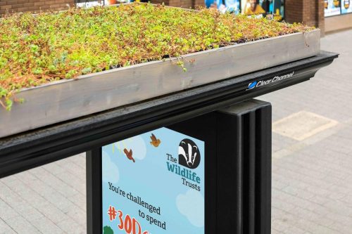 Photo showing some of the flowers in a bee bus stop in Leicester, UK.