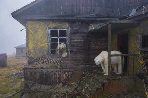 A harrowing sight of polar bears peering out of the windows of an abandoned house in the mist of a long-abandoned settlement on Kolyuchin Island.