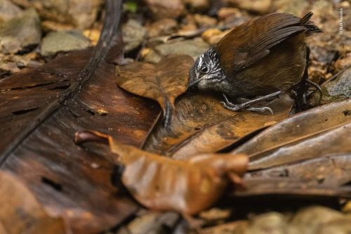 A young grey-breasted wood wren pressing its ear to the ground to listen for small insects.