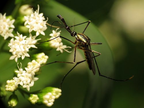 An elephant mosquito (Toxorhynchites rutilus) resting on some tiny flowers. Rock Creek Park, Washington, DC, USA