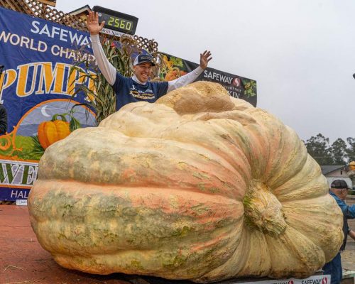 Travis Gienger from Anoka, Minnesota wins the Safeway World Championship Pumpkin Weigh-Off with his giant pumpkin. The pumpkin weighs 2,560 pounds and sets a new North American record.