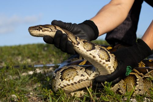 A closeup of a man catching a Burmese Python in the Florida Everglades