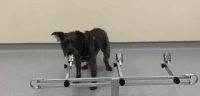 A dog standing in front of the smell-testing device.