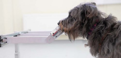 A dog sniffing at an opening in the smell-testing device.