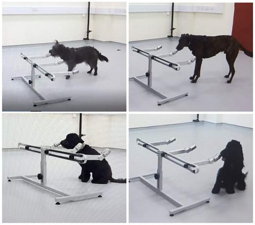 Four images of dogs sniffing at a smell-testing device.