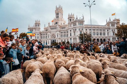 Sheep being taken through downtown Madrid on October 23, 2022 as part of the Transhumance Festival.