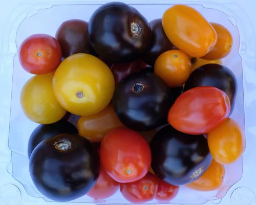GMO purple tomatoes engineered by Norfolk Plant Sciences mixed in with conventional cherry tomatoes.