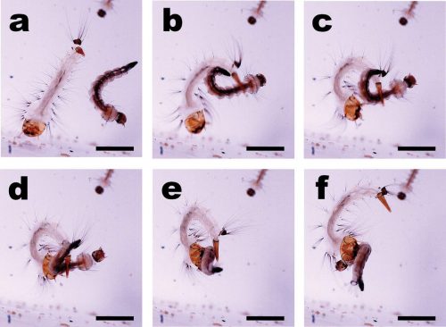 A series of images showing how the Sabethes cyaneus mosquito larva uses its tail to catch its prey.