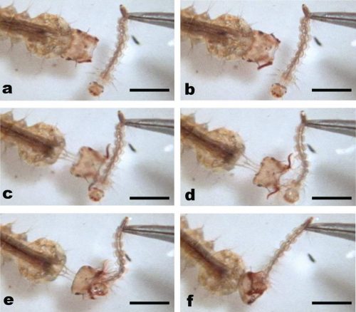 A series of images showing how the Toxorhynchites amboinensis mosquito larva launches its head to catch its prey.