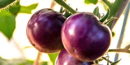 GMO purple tomatoes engineered by Norfolk Plant Sciences on the vine.