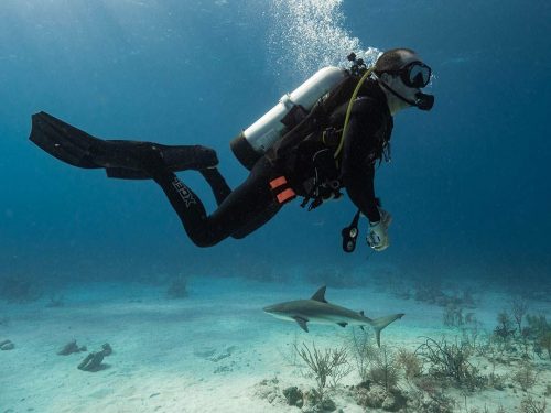 A diver looking at a sea grass meadow with a reef shark in the background.