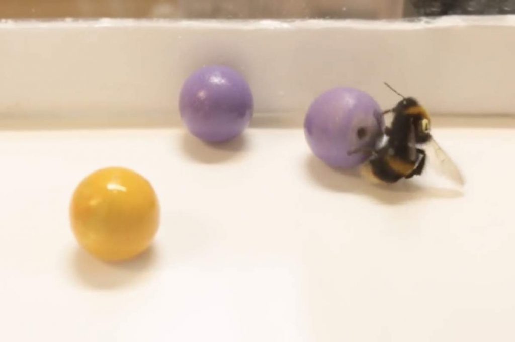 Bumblebee shown rolling a ball.