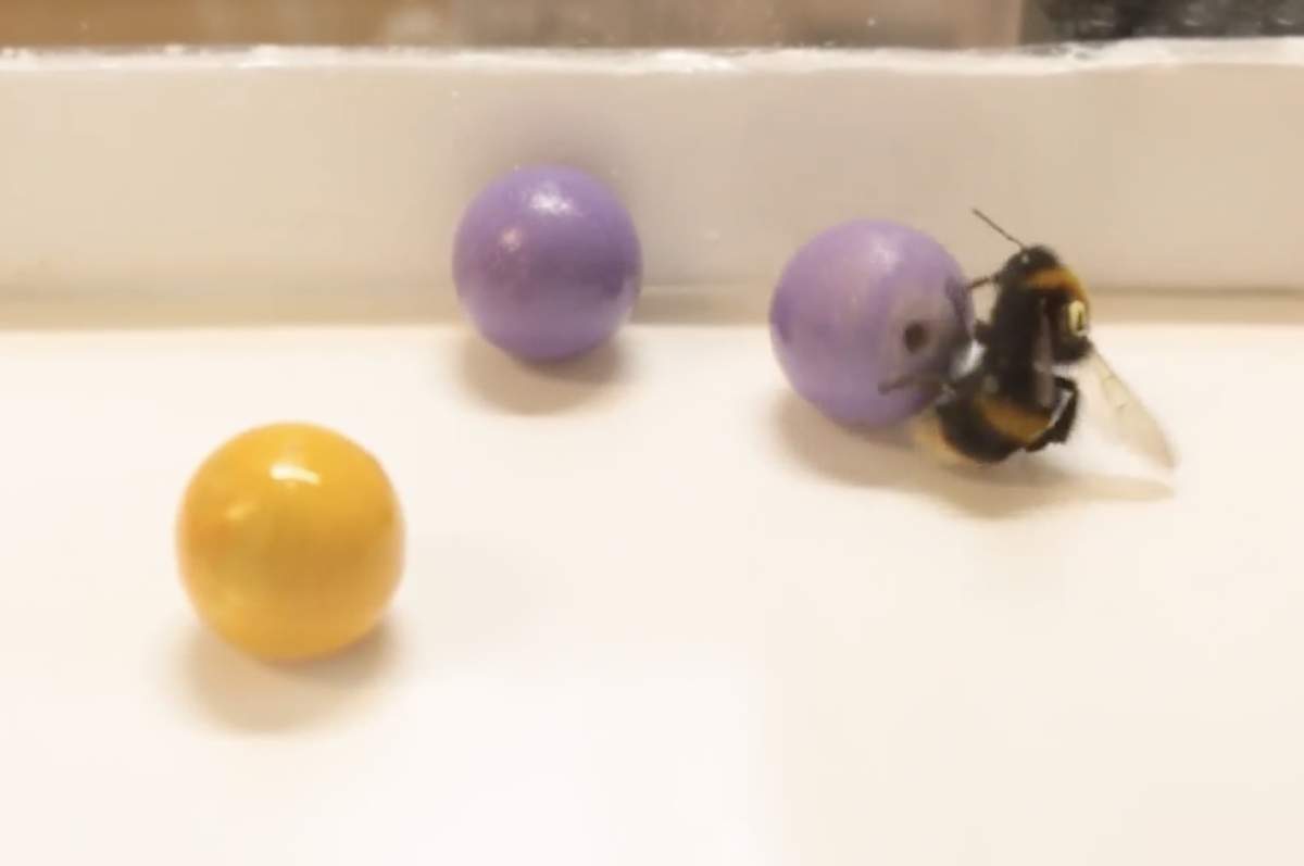 Could A Bumblebee Learn To Play Fetch? Probably : The Salt : NPR