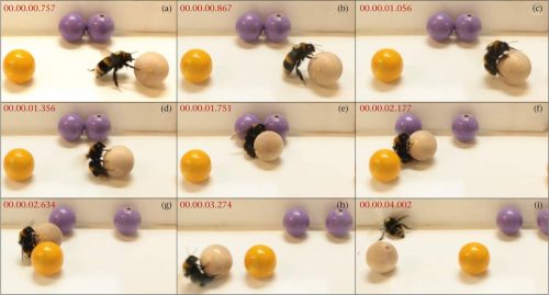 Sequence of images from a video showing bumblebees shown rolling balls.