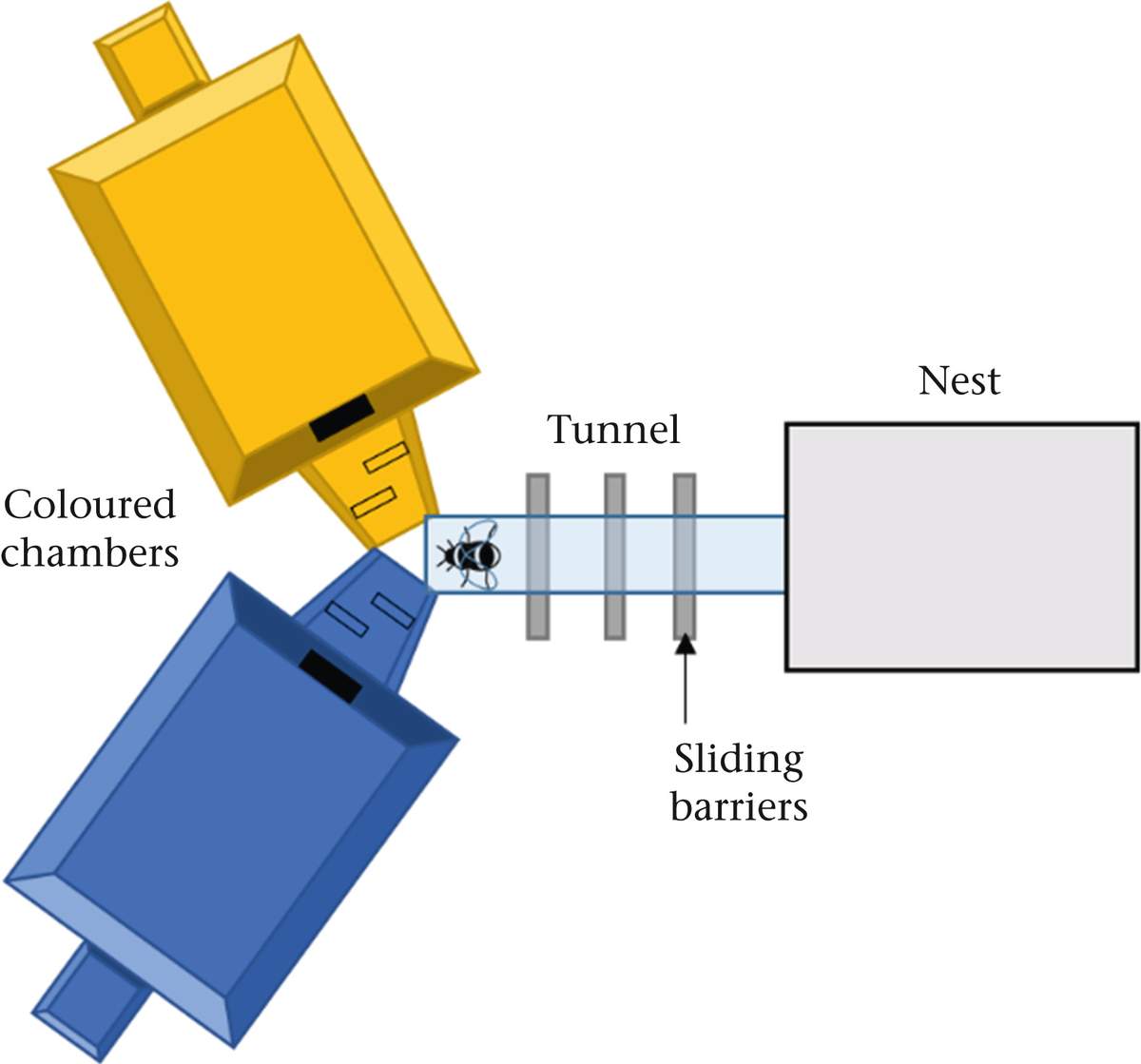 Diagram of an experiment in which bumblebees choose between colored containers.