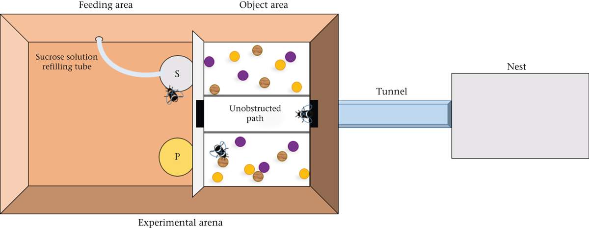 Diagram of an experiment in which bumblebees were shown to play by rolling small wooden balls.