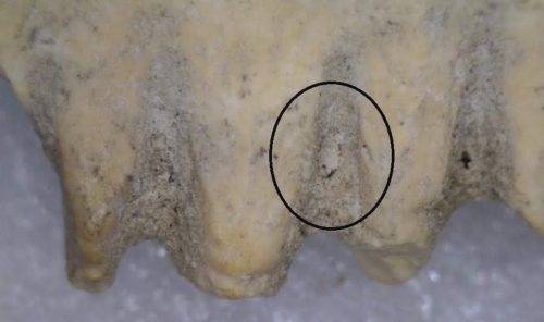 Traces of ancient lice found in a 3,700 year old lice comb.
