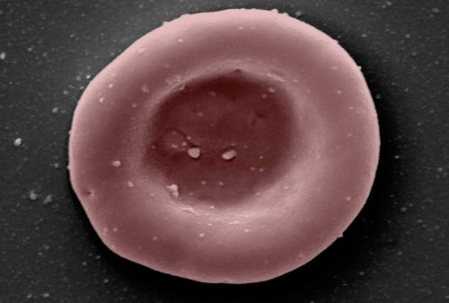 Highly magnified image of a red blood cell grown in a lab.