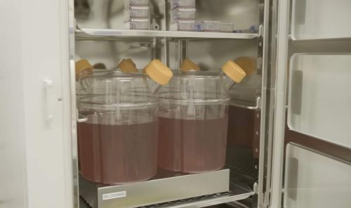 Red blood cells being grown in a lab.