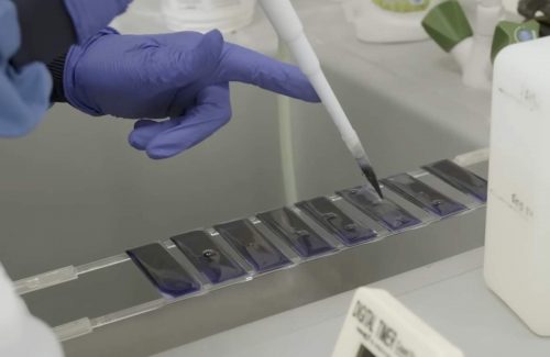 A scientists uses a pipette to dispense a liquid as part of the process of red blood cells being grown in a lab.