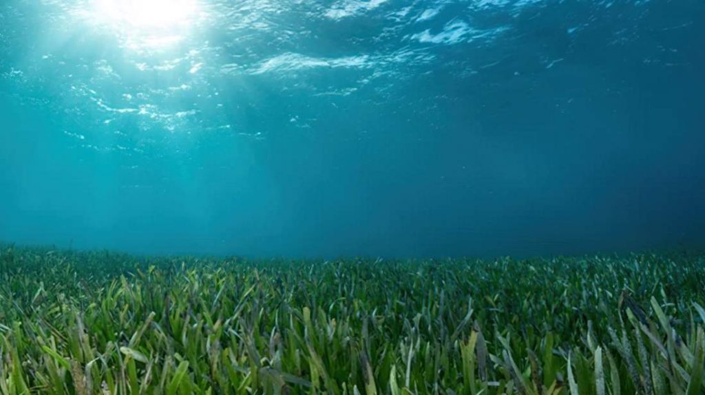 Sharks Help Discover World’s Largest Sea Grass Meadow