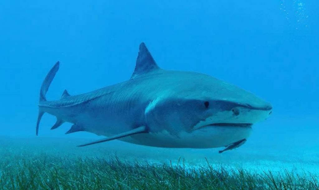 Mature tiger shark swimming over Syringodium filiforme sea grass on the Little Bahama Bank.
