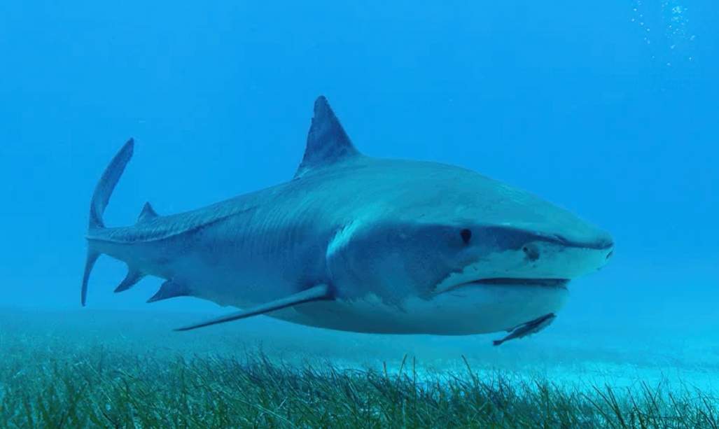 Tiger Sharks lead Beneath The Waves team to Largest Seagrass Bed on Earth -  Beneath The Waves
