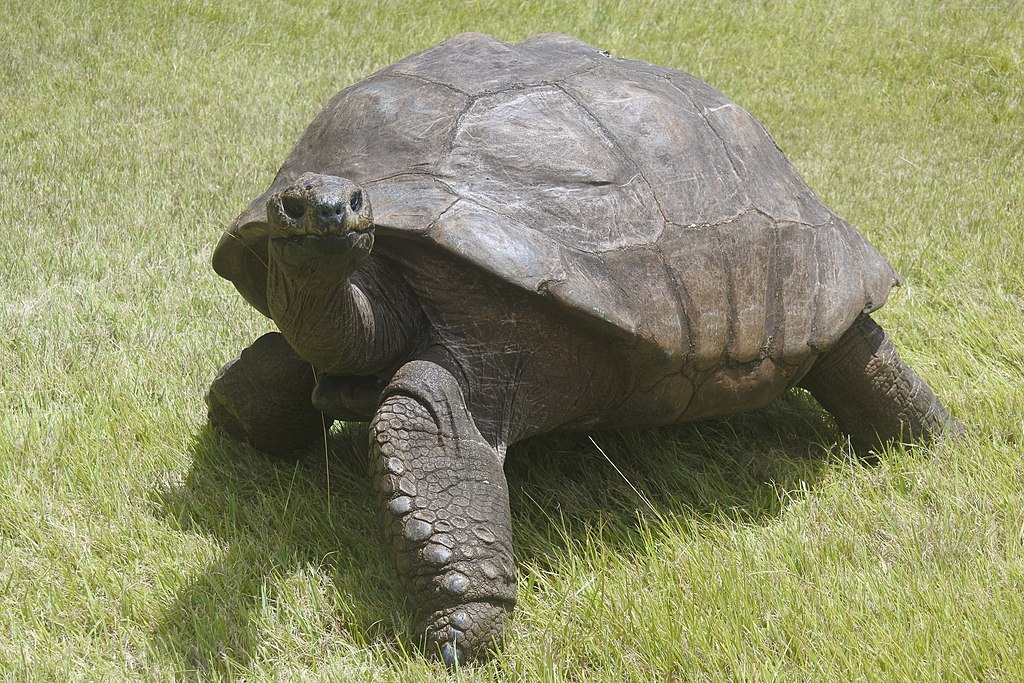 Jonathan the giant tortoise, aged something like 190 years old. Plantation House, St Paul's, St Helena