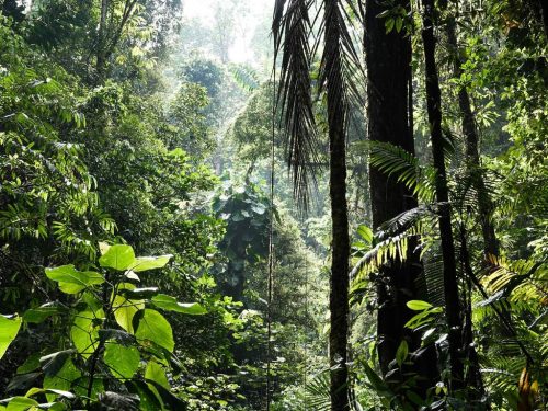 Rainforest in Costa Rica.