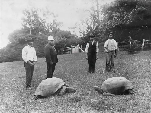 Two giant tortoises photographed in the grounds of Government House, St. Helena. The tortoise on the left is 'Jonathan', estimated to have hatched in 1832 and still living as of 2022.