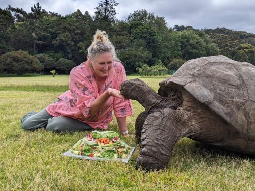 A picture of Jonathan the tortoise being fed his special birthday salad.