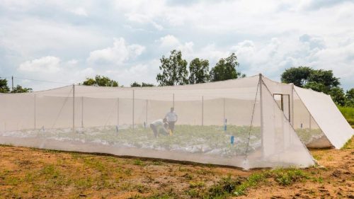 One of Kheyti's greenhouses set up, with people and crops inside.