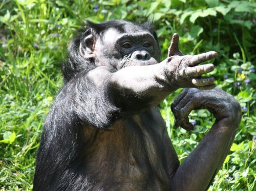 A bonobo gesturing at the Cincinnati Zoo.