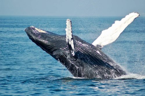A whale is seen breeching the ocean's surface.