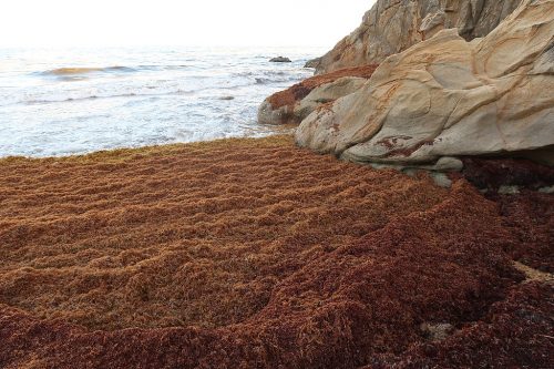 Punta tuna beach in Puerto Rico, covered with sargassum in 2021.