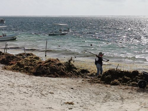 A person removes sargassum with a shovel on the beach of Puerto Morelos, Mexico.