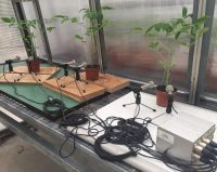 Photo of three tomato plants being recorded in a greenhouse.