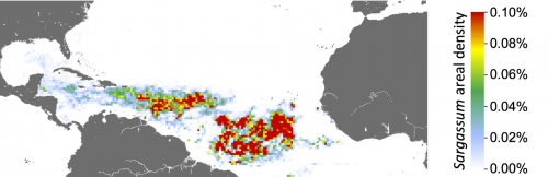 Satellite image of sargassum concentrations in the Atlantic during the month of March.